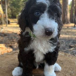 Rover - Brown and white male Aussiedoodle puppy in Clarkston, Washington from Aussiedoodle palace