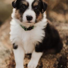 Jade - Black white and tan female Old Time Scotch Collie puppy in Alexander, North Carolina from The Fiddlesticks Farm