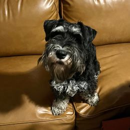 Ranger - Miniature Schnauzer