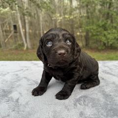 Dark green collar - Chocolate male Boykin Spaniel puppy in Comer, Georgia from Weavers Kennels