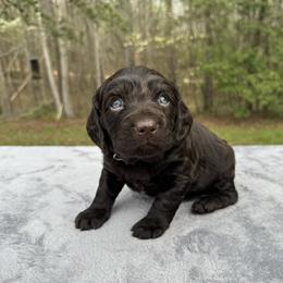 Dark green collar - Chocolate male Boykin Spaniel puppy in Comer, Georgia from Weavers Kennels