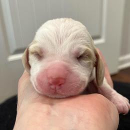 Baby Ruth - Black white and brown female Basset Hound puppy in Kingsport, Tennessee from Bear’s Bassets