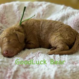 GoodLuck Bear- Green Collar - Red  male Goldendoodle puppy in Bay City, Texas from Charming Doods Goldendoodles