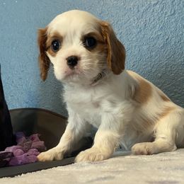 Cavalier King Charles Spaniel Puppies from Christina’s Cavaliers