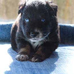 Jitter - Black tri-color male Australian Shepherd puppy in Coldwater, Michigan from Northern Star Australian Shepherds