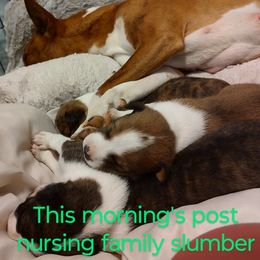 Basenji Puppies from AFRICAN TREASURES