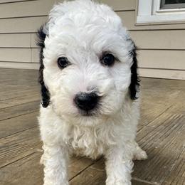 Girl 1 - Black and white female Bernedoodle puppy in Russiaville, Indiana from Pleasant Creek Minibernedoodles