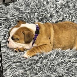 Bulldog Puppies from Tiny Tanks Kennel