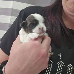 Chihuahua Puppies from Turners Chihuahua