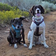 Drentsche Patrijshond All Grown Up from Meliora Drentsche Patrijshonden