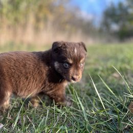 Goblin - Red tri female Miniature Australian Shepherd puppy in Bethany, Illinois from Rachel at Marrowbone Creek Aussies