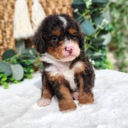 Kit - Blue merle male Bernedoodle puppy in Dothan, Alabama from Farquharson's Poodles&Doodles