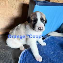 Boy 2 - Biscuit and white male Anatolian Shepherd Dog puppy in Avon Park, Florida from Sandy Pines Homestead