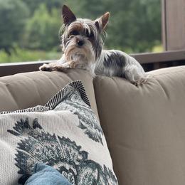 Yorkshire Terrier All Grown Up from Your Key Breeder