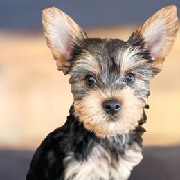 Poodles and Yorkshire Terriers from Valley Pine Pups