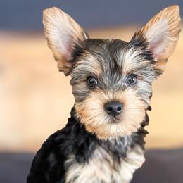 Poodles and Yorkshire Terriers from Valley Pine Pups