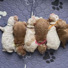 Aussiedoodle, Goldendoodle, and Labradoodle Puppies from Haaspawz