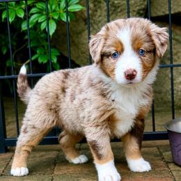 Velma - Red merle female Miniature Australian Shepherd puppy in York, Pennsylvania from Dusty Spring Australian Shepherds, LLC