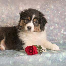 Australian Shepherd Puppies from SS Australian Shepherds