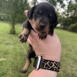 Gru - Black and cream male Dachshund puppy in Lufkin, Texas from L & A Dachshunds