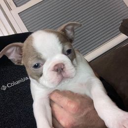 Snowball - Lilac male Boston Terrier puppy in Star, North Carolina from Meatloaf's Boston