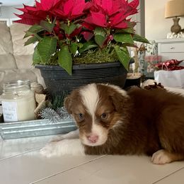 Australian Shepherd Puppies from WC Ranch