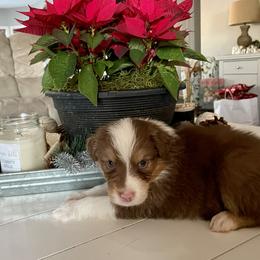 Australian Shepherd Puppies from WC Ranch