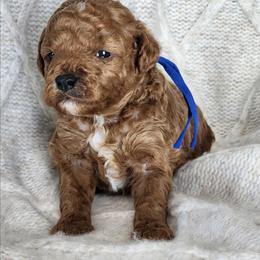 Molasses - Red  male Poodle puppy in Hoagland, Indiana from Kandyland Kennels