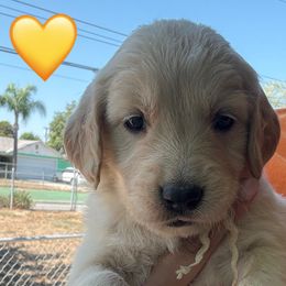 Girl 1 Ms. Yellow - Light golden female Golden Retriever puppy in Yucaipa, California from Golden Kennel Breeders