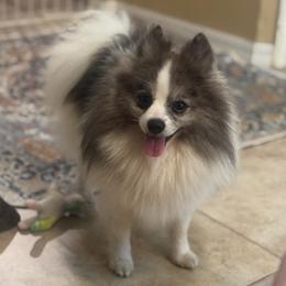 Tony Joe - Pomeranian