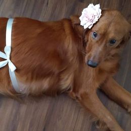 Golden Retrievers from Lake Van Kennels