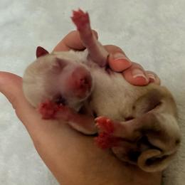 Johnny - Cream male Pomeranian puppy in Seneca, Missouri from Stephanie’s Puppy Colony