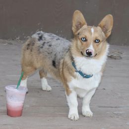 American Corgis from Corgis of Tricities