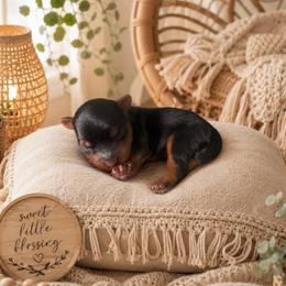 Ranger - Black and tan male Yorkipoo puppy in Carlotta, California from Lost Coast Poodles and Doodles