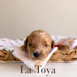 La Toya - Cream female Goldendoodle puppy in Melba, Idaho from KZ Doodles