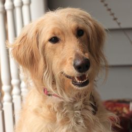 Snow - Goldendoodle
