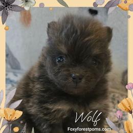 Wolf - Blue male Pomeranian puppy in Eatonville, Washington from Foxy Forest Poms