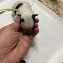 Green - Blue female Australian Cattle Dog puppy in Chelsea, Oklahoma from CT Mini Heelers