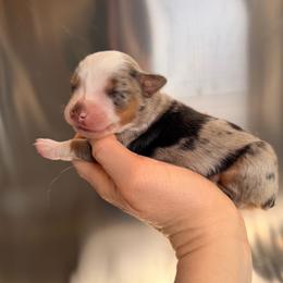 Girl 1 - Blue merle female Miniature Australian Shepherd puppy in Dayton, Washington from Rafter 22 Aussies