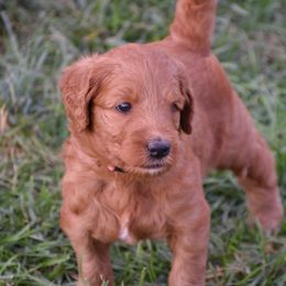 Goldendoodle and Sheepadoodle Puppies from Dewey Doodles