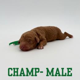 Champ - Red male Aussiedoodle puppy in West Monroe, Louisiana from Diamond M Poodles and Doodles