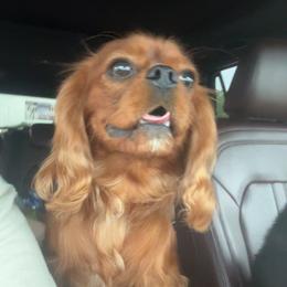Cavalier King Charles Spaniels from Alexa Southard