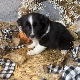 Obsidian - Black & white female Miniature Australian Shepherd puppy in California from Eagle River Aussies