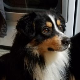 Ambush - Miniature Australian Shepherd