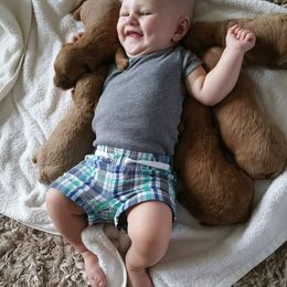 Bernedoodle and Goldendoodle Puppies from Happy Valley Doodles