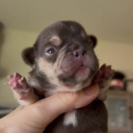 Cocoa and Tan girl - Tricolors female French Bulldog puppy in Gulf Breeze, Florida from SW Frenchies