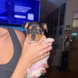 Ruby male 3 - White black and tan male Toy Fox Terrier puppy in Clermont, Florida from Debbie Hiles's Toy Fox Terriers