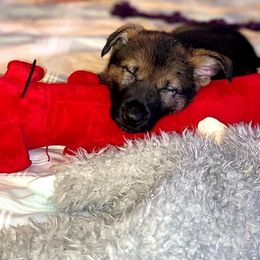 German Shepherd Puppies from My Bodyguard German Shepherd Dogs