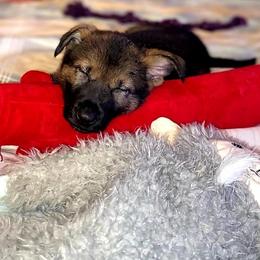 German Shepherd Puppies from My Bodyguard German Shepherd Dogs