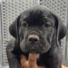 White Collar Girl - AKC and ICCF - VxH - Black female Cane Corso puppy in Gorman, Texas from McOmber Country Kennels